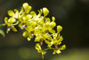 Yellow Dendrobium orchids; Hawaii, United States of America PosterPrint - Item # VARDPI12285864