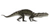 Prestosuchus dinosaur, white background Poster Print - Item # VARPSTEDV600202P