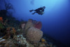 Scuba diver propels above a large barrel sponge, Bonaire, Caribbean Netherlands Poster Print - Item # VARPSTTMO400143U