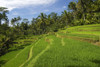 Indonesia, Rice Terraces; Bali PosterPrint - Item # VARDPI1975582