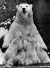 Polar bear feeding its cubs Poster Print - Item # VARSAL9901282