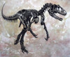 Allosaurus dinosaur skeleton on textured background Poster Print - Item # VARPSTHPT600001P