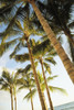 Hawaii, Oahu, Waikiki, Many Palm Trees Against Blue Sky From Below PosterPrint - Item # VARDPI1991331