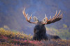 Bull Moose Bedded Down During Autumn, Powerline Pass, Chugach State Park, Chugach Mountains, Alaska PosterPrint - Item # VARDPI2093226