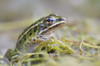 Northern Leopard Frog; Les Cedres Quebec Canada PosterPrint - Item # VARDPI2264116