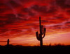 Organ Pipe Cactus State Park  AZ Poster Print by Panoramic Images (16 x 12) - Item # PPI45554