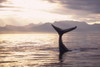 Silhouette Of Humpback Whale Fluke At Sunset In Frederick Sound, Tongass National Forest, Southeast Alaska, Summer PosterPrint - Item # VARDPI2170573