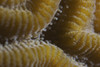 Hard coral polyps at 5x life size, Bonaire, Caribbean Netherlands Poster Print - Item # VARPSTTMO400028U