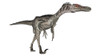 Velociraptor dinosaur, white background Poster Print - Item # VARPSTEDV600291P