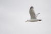 Lake Of The Woods, Ontario, Canada; Gulls Over The Lake PosterPrint - Item # VARDPI1837697