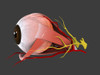 Conceptual image of human eye anatomy Poster Print - Item # VARPSTSTK700665H