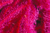 Solomon Islands, Bright Pink Soft Coral With Goby Atop, Close-Up Detail PosterPrint - Item # VARDPI2003357