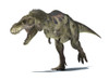 3D rendering of a Tyrannosaurus Rex dinosaur Poster Print - Item # VARPSTVET600013P