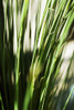 Selective Focus Of Green Grassy Shoots. PosterPrint