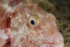 Stoplight parrotfish sleeping at night, Bonaire, Caribbean Netherlands Poster Print - Item # VARPSTTMO400086U