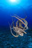 Hawaii, Day Octopus (Octopus Cyanea) Floating To Reef Bottom, Sunburst PosterPrint - Item # VARDPI2003247