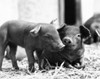 Two piglets lying in straw Poster Print - Item # VARSAL25530785