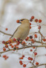 Close Up Of A Bohemian Waxwing With Mountain Ash Berry In It's Mouth In Anchorage, Southcentral Alaska, Winter PosterPrint - Item # VARDPI2332534