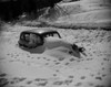 Car covered in snow Poster Print - Item # VARSAL255423568