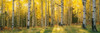 Coconino National Forest  Arizona Poster Print by Panoramic Images (36 x 12) - Item # PPI51074