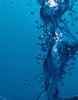 Water Bubbles Poster Print by Panoramic Images (12 x 16) - Item # PPI45345