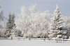 Trees Covered With Snow And Frost; Calgary, Alberta, Canada PosterPrint - Item # VARDPI1931542