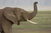 Close-up of an African elephant  Ngorongoro Crater  Arusha Region  Tanzania (Loxodonta Africana) Poster Print by Panoramic Images (16 x 11) - Item # PPI95818