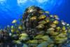 Schooling Bluestriped Grunt (Haemulidae Sciurus) Fish On Coral Reef, Cozumel, Mexico PosterPrint - Item # VARDPI1832714