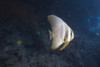 Longfin spadefish, Beqa Lagoon, Fiji Poster Print - Item # VARPSTTMO400563U
