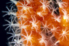 Detailed View Of Pink Sponge Covered Gorgonian Coral, With Polyp Detail PosterPrint - Item # VARDPI2000709