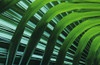 Hawaii, Palm Frond Close-Up In Tropical Botanical Gardens. PosterPrint - Item # VARDPI1978751