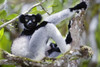 Indri lemur (Indri indri) sitting on a tree  Andasibe-Mantadia National Park  Madagascar Poster Print by Panoramic Images (16 x 11) - Item # PPI119347