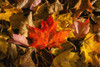 Red maple leaf on leaf background; Knowlton, Quebec, Canada PosterPrint - Item # VARDPI12286500