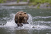 Brown Bear Chases Salmon In A Shallow Stream, Prince William Sound, Chugach National Forest, Southcentral Alaska, Summer PosterPrint - Item # VARDPI2138966