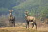 Two Nilgai (Boselaphus tragocamelus) standing in a forest  Keoladeo National Park  Rajasthan  India Poster Print by Panoramic Images (16 x 11) - Item # PPI125708