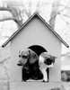 Cat and dog in doghouse Poster Print - Item # VARSAL255418223