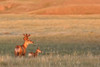 Digitally Enhanced Image With Painterly Effect Of Male White-Tailed Deer With Young Fawn, Grasslands National Park, Saskatchewan PosterPrint - Item # VARDPI2046224