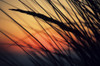 California, Colorful Sunset Through Beach Grass. PosterPrint - Item # VARDPI1974640