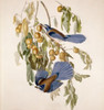 Two birds feeding on bush full of berries  Poster Print - Item # VARSAL900129456