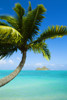 USA, Hawaii, Oahu, Palm tree over Pacific Ocean; Lanikai PosterPrint - Item # VARDPI1977443