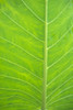 Leaf Detail, Background PosterPrint