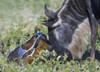 Wildebeest with its newborn calf lying on a field  Ngorongoro Conservation Area  Arusha Region  Tanzania Poster Print by Panoramic Images (16 x 12) - Item # PPI95915