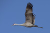 Sandhill Crane In Flight Over The Matanuska-Susitna Valley Near Palmer, Southcentral Alaska, Spring PosterPrint - Item # VARDPI2094110