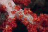 Red tree coral on a Fijian reef Poster Print - Item # VARPSTTMO400556U