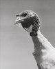 Close-up of a White turkey Poster Print - Item # VARSAL25529701