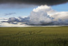 Storm Clouds Over A Grain Field During The Summer In Central Alberta PosterPrint - Item # VARDPI2044266