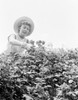Woman cutting roses  low angle view Poster Print - Item # VARSAL255419341