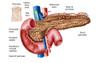 Anatomy of pancreas Poster Print - Item # VARPSTSTK700215H