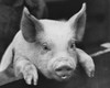 Close-up of a Yorkshire pig leaning over a fence Poster Print - Item # VARSAL25530827