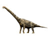 Brachiosaurus dinosaur, white background Poster Print